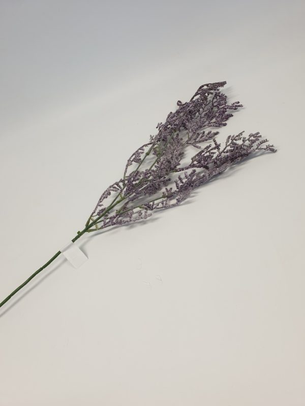 Limonium Purple