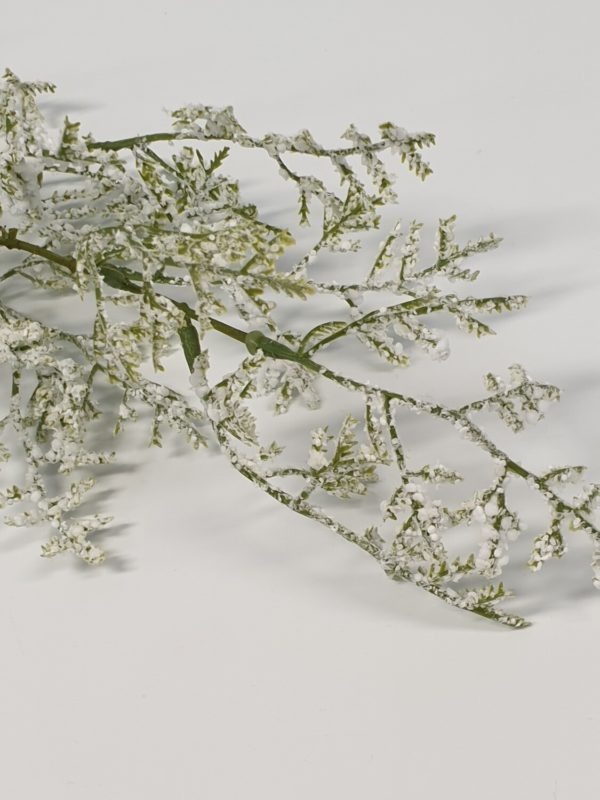 Limonium White