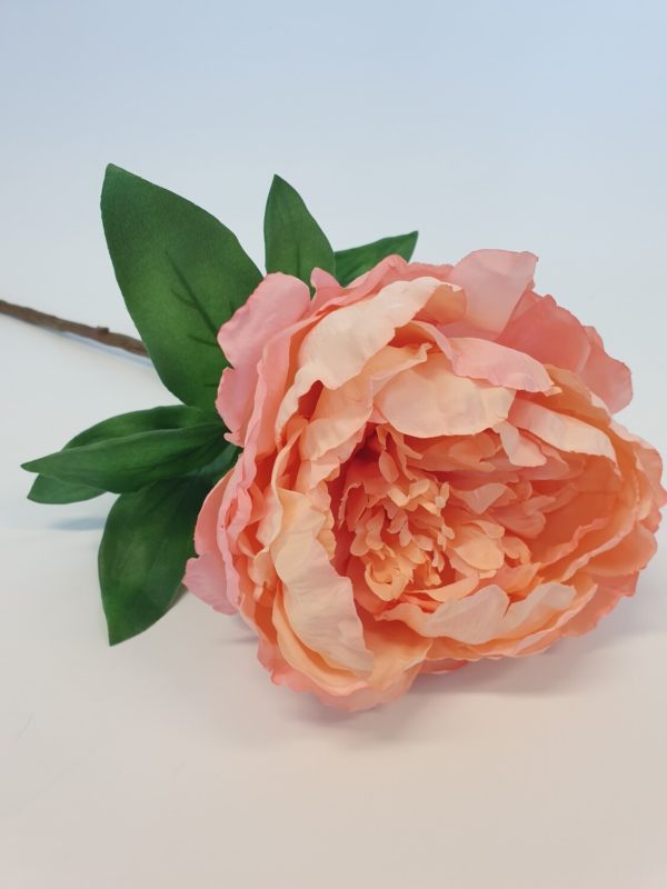 Peony Peach