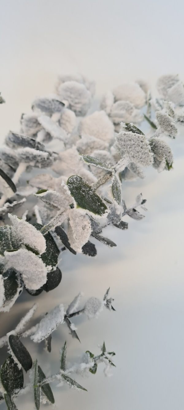 Snowy Eucalyptus Bunch