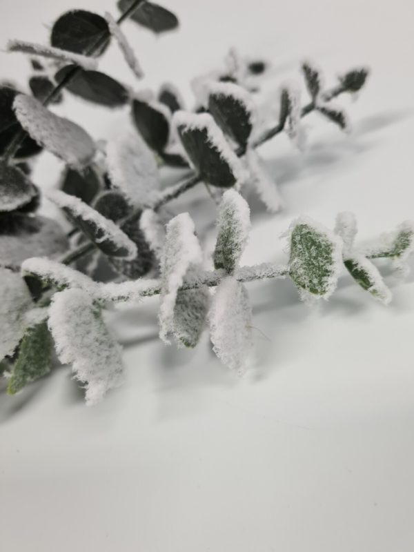 Snowy Eucalyptus Short