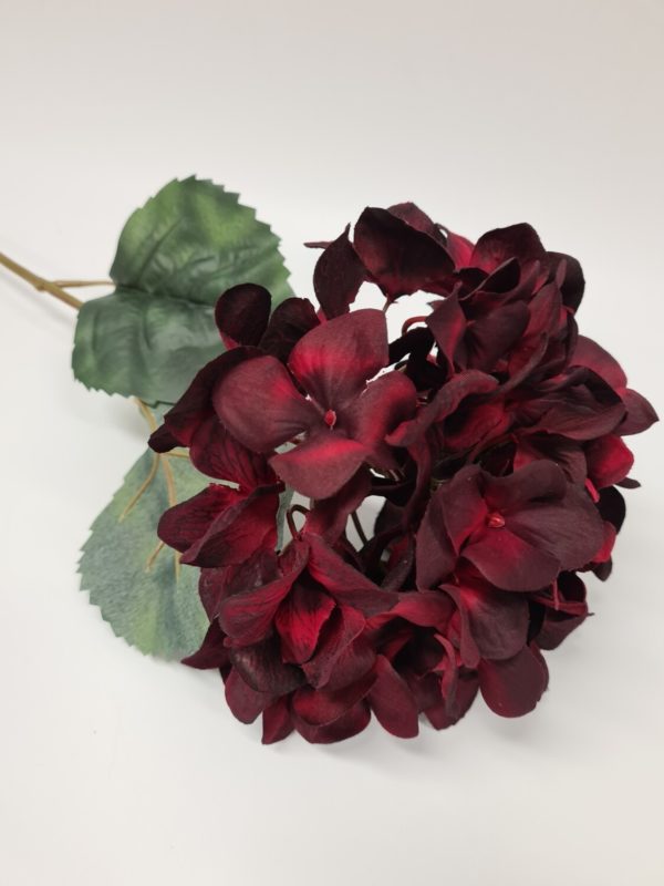 Hydrangea Red