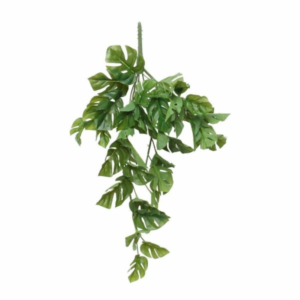 Split Philo Hanging Bush