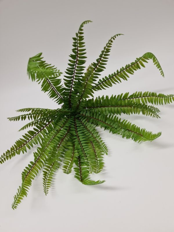 Boston Fern 50 cm