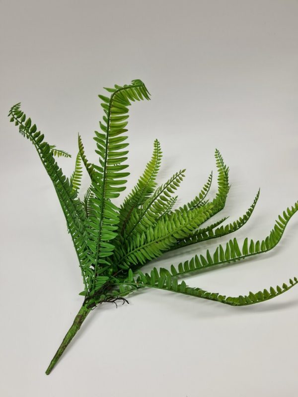 Boston Fern 50 cm