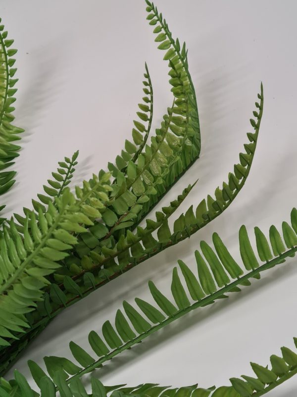 Boston Fern 50 cm