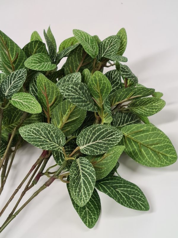 Fittonia