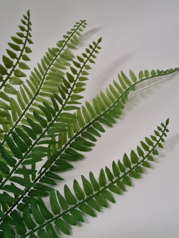 Boston Fern 48 cm