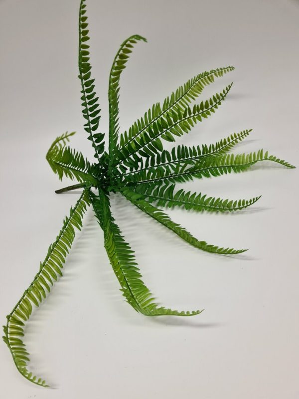 Boston Fern 48 cm