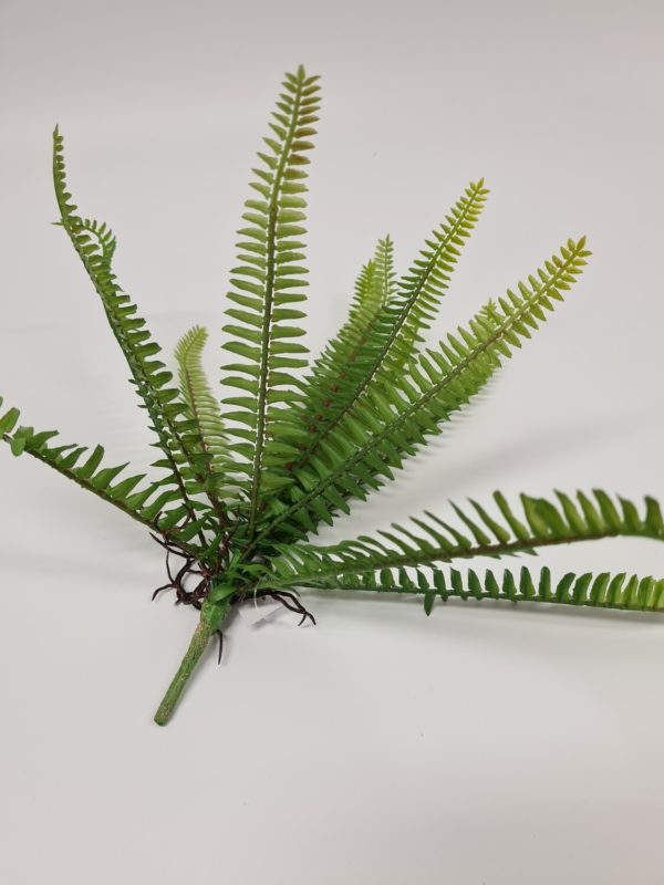 Forest Fern 30 cm