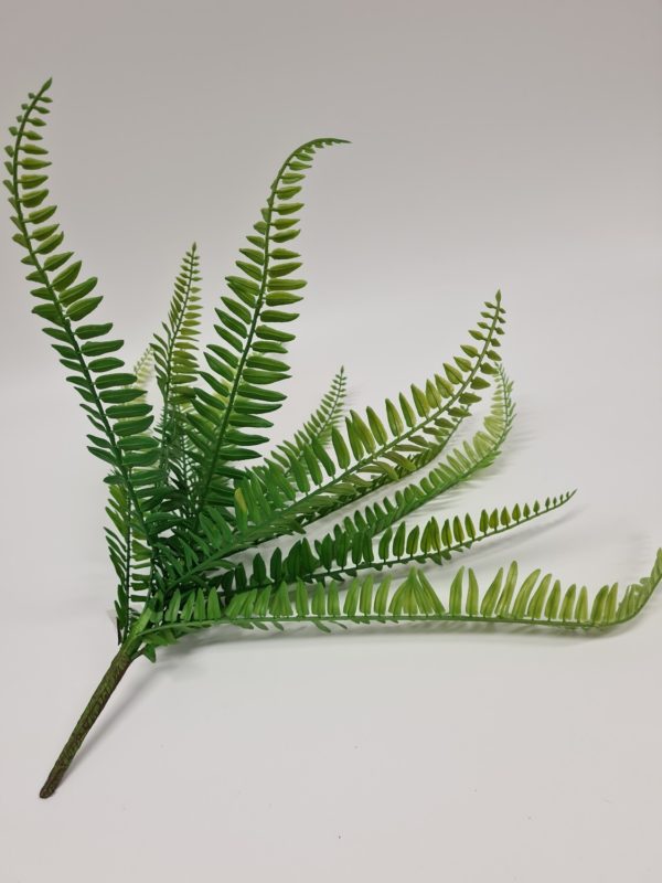 Boston Fern 48 cm