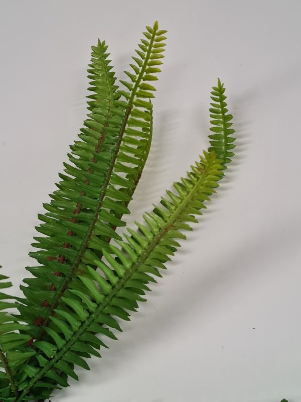 Forest Fern 30 cm