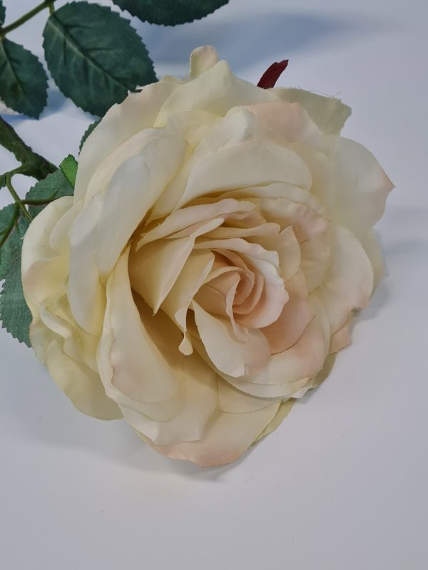 Large Aide Rose Cream