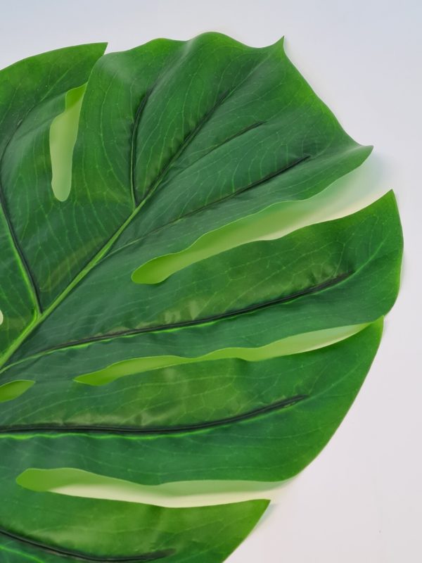 Monstera Leaf Green