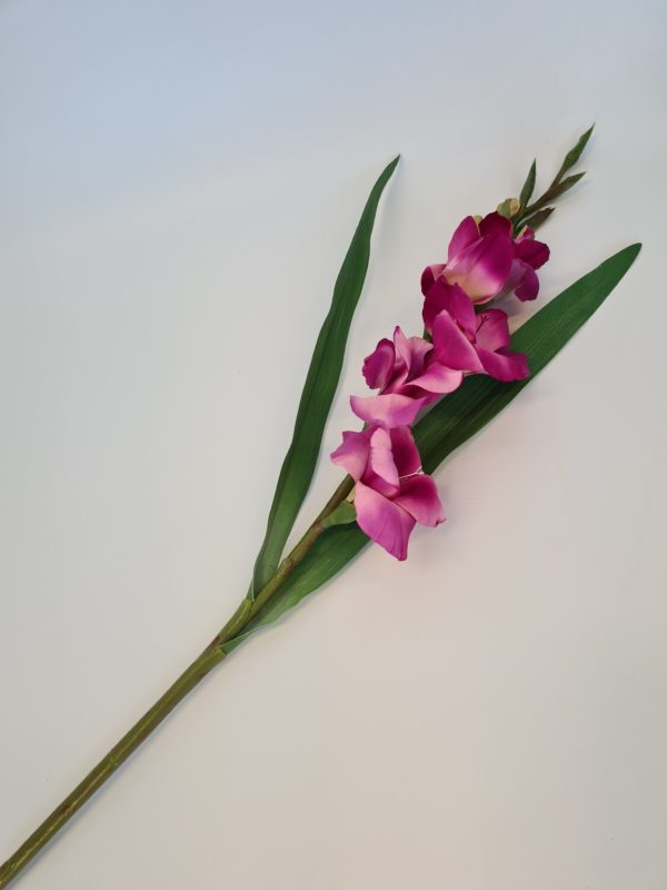 Gladioli Dark Pink