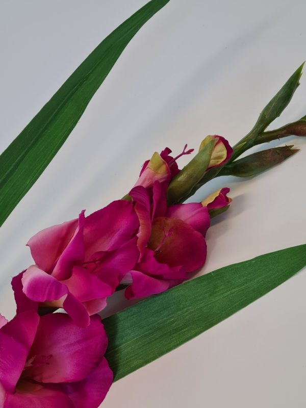 Gladioli Dark Pink