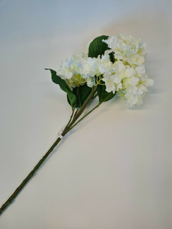 Fantasia Hydrangea White