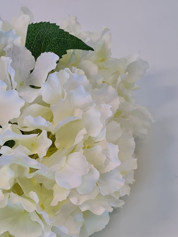 Fantasia Hydrangea White