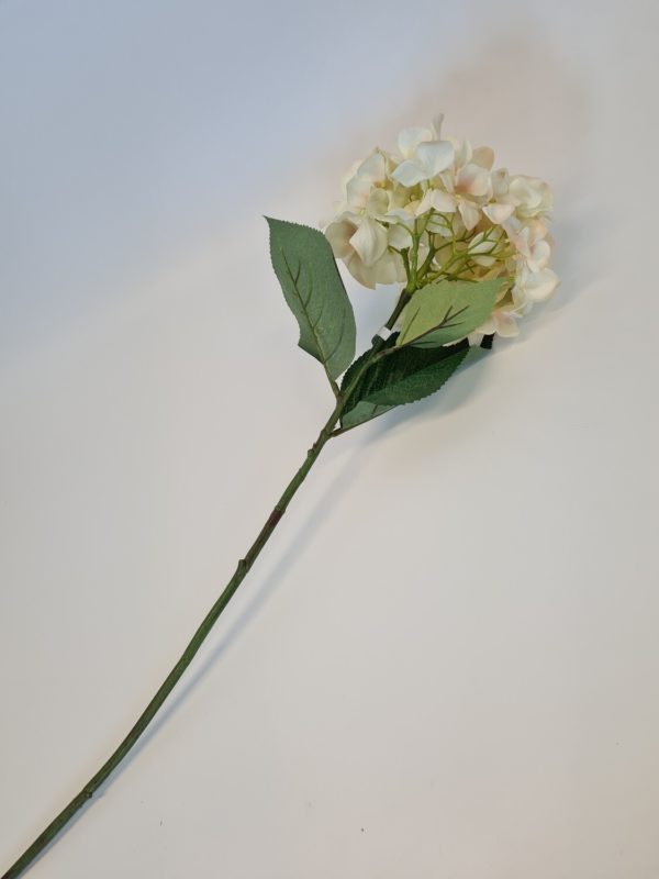 Large Single Hydrangea Cream