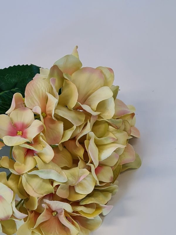 Large Single Hydrangea Peach