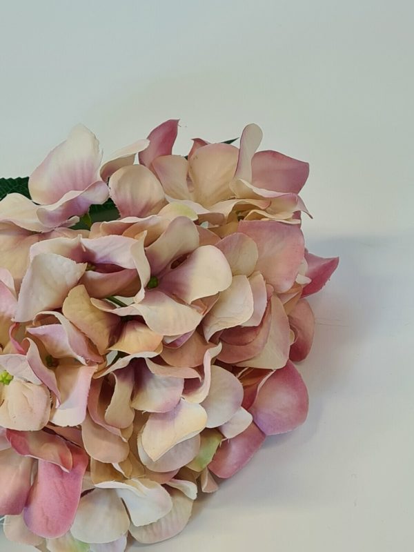 Large Single Hydrangea Antique Pink