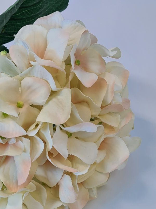 Large Single Hydrangea Cream