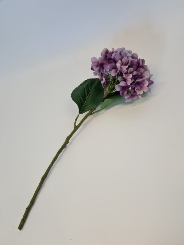 Hydrangea Lilac