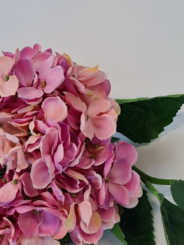 Hydrangea Pink