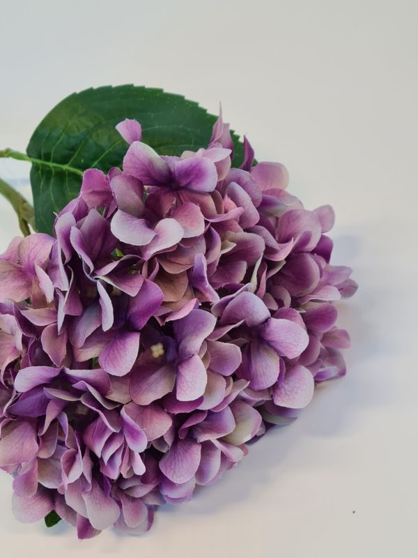 Hydrangea Lilac