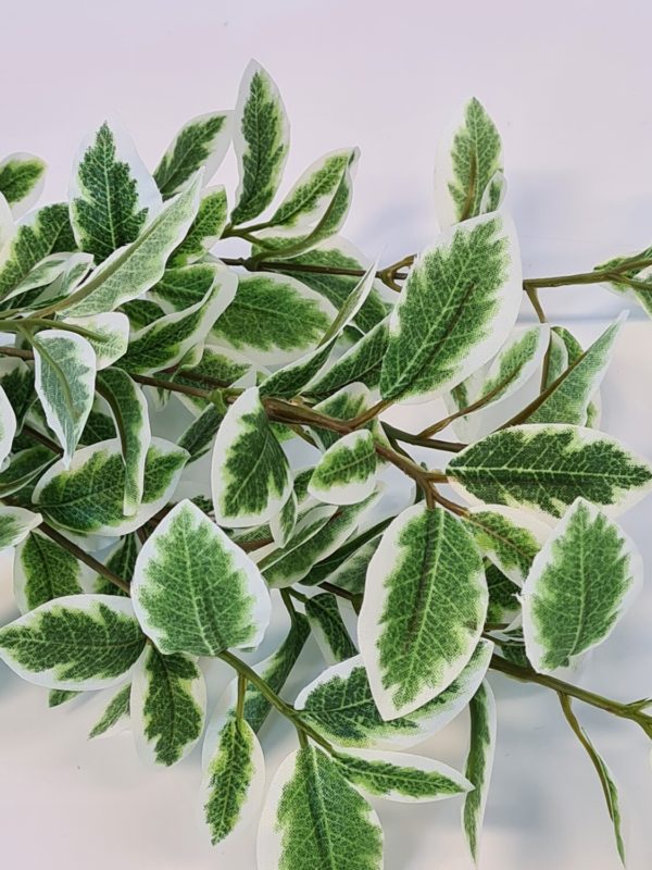 Small Leaf Pittosporum