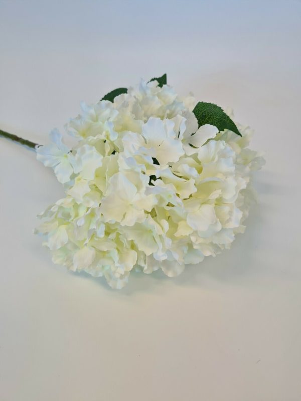 Fantasia Hydrangea White