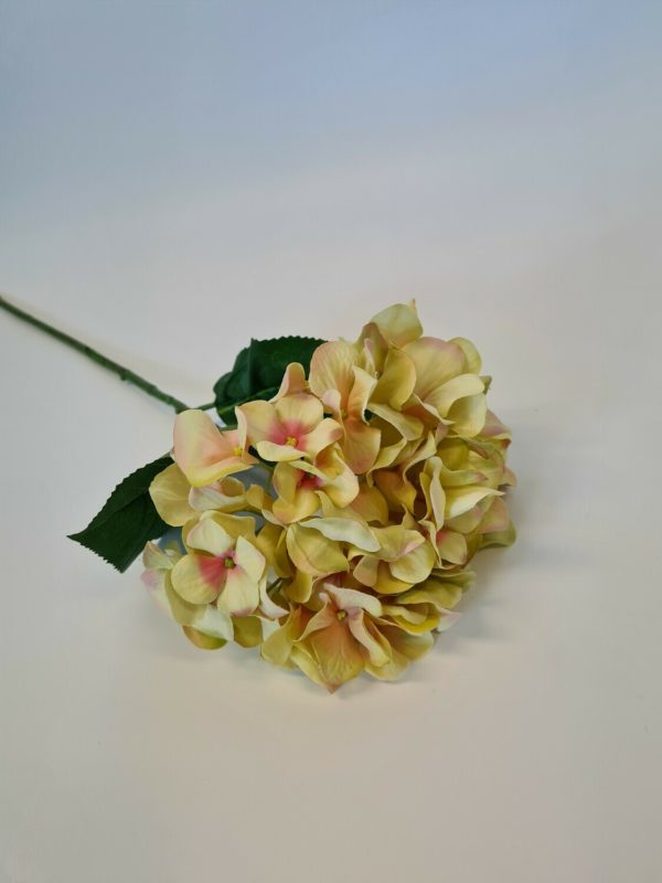 Large Single Hydrangea Peach