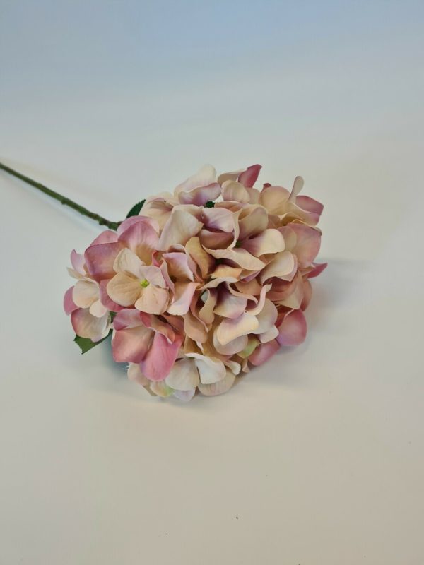 Large Single Hydrangea Antique Pink