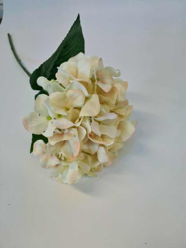 Large Single Hydrangea Cream