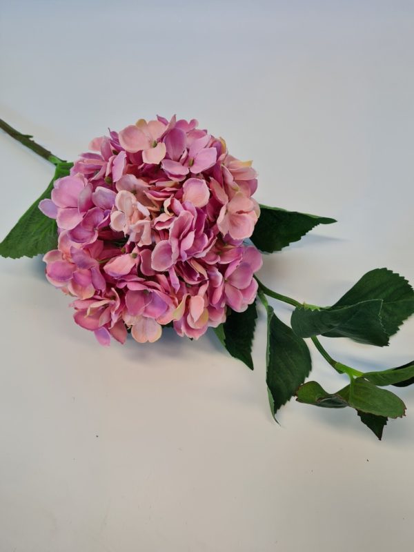 Hydrangea Pink