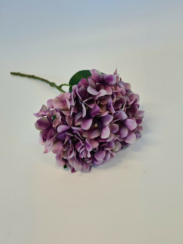 Hydrangea Lilac