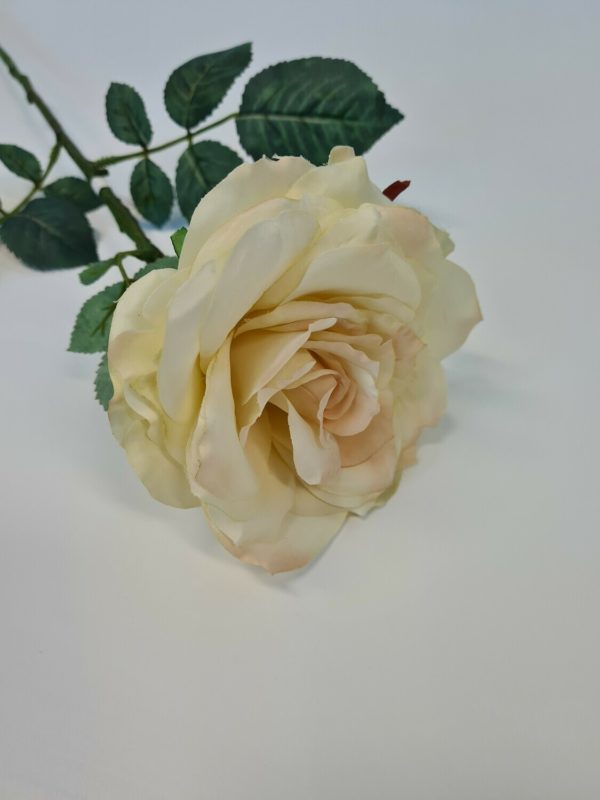 Large Aide Rose Cream