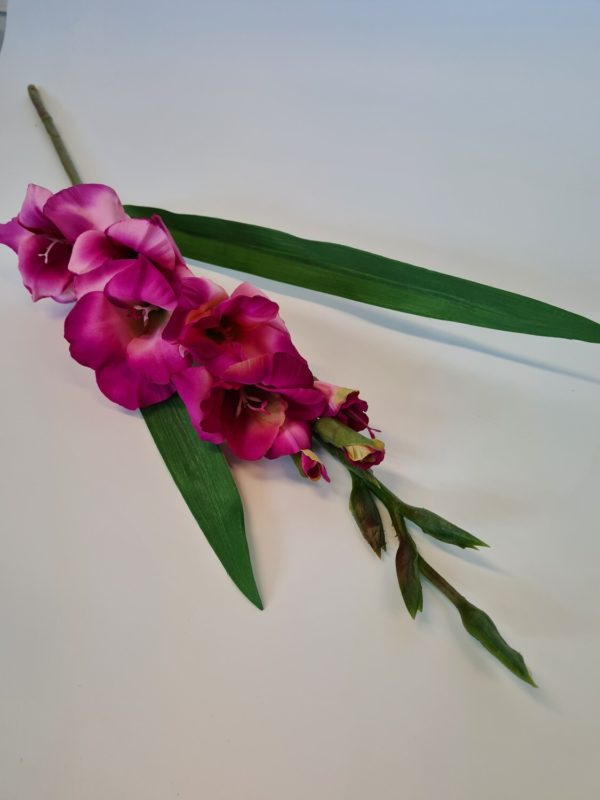 Gladioli Dark Pink