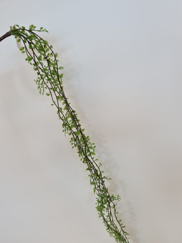 Trainling Green Foliage