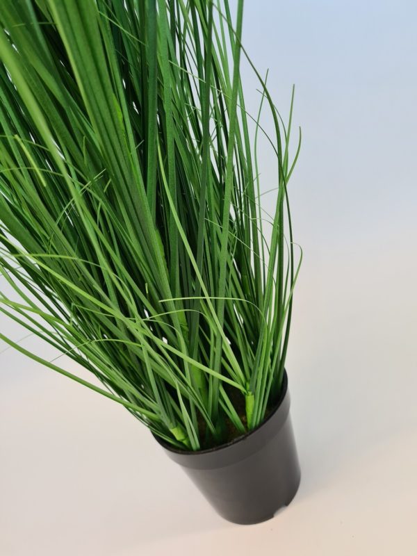 Potted Wild Grass Plant