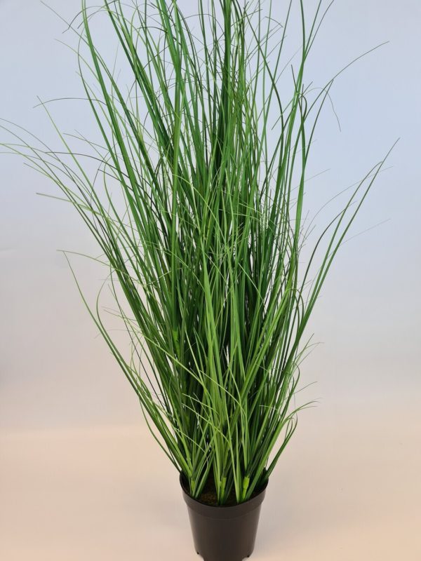 Potted Wild Grass Plant