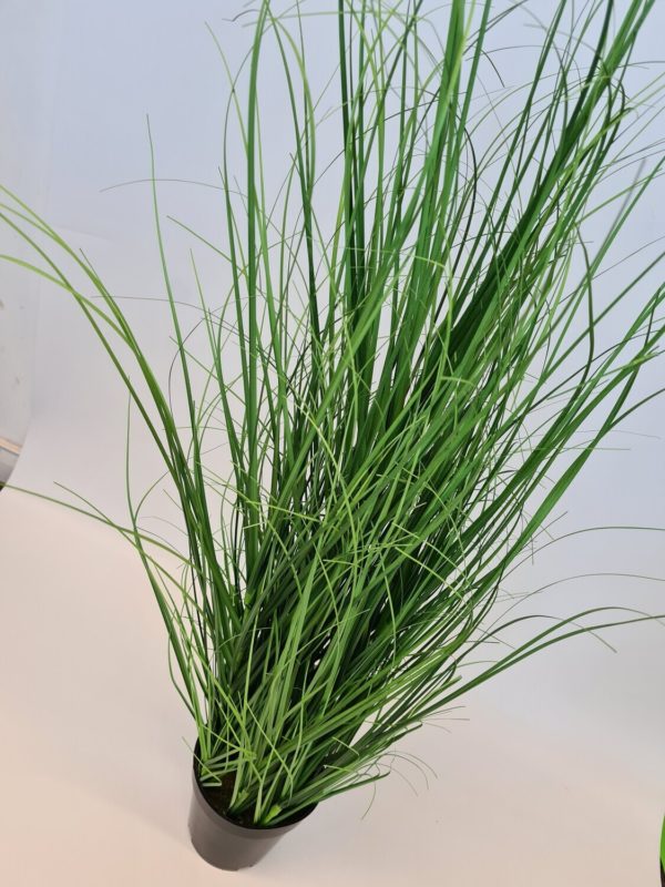 Potted Wild Grass Plant