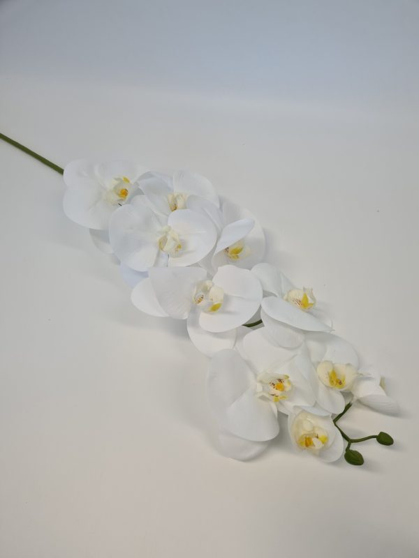 Phalenopsis Orchid White Long