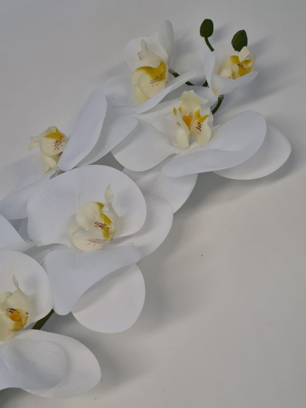 Phalenopsis Orchid White Long