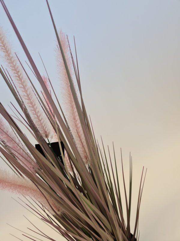 Dogtail Grass in Pot