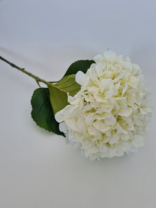 Hydrangea Large White