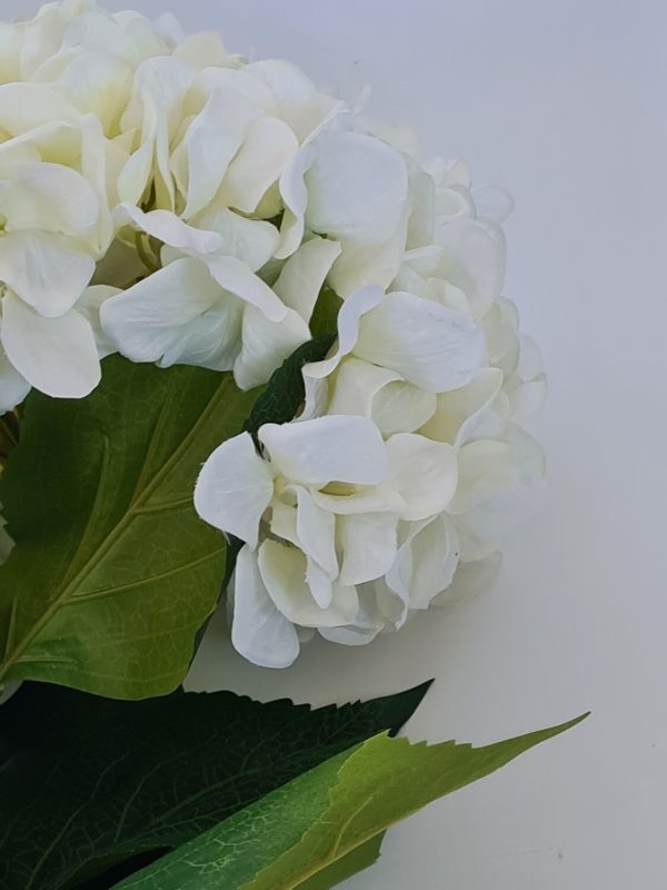 Hydrangea Large White