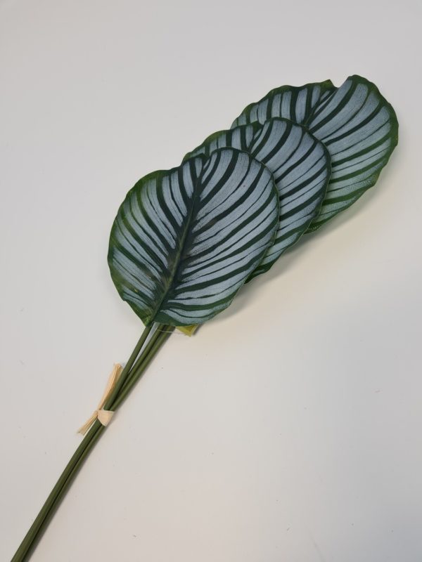 Calathea Leaf Bundle