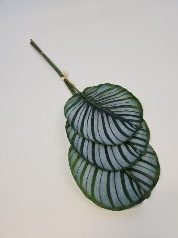 Calathea Leaf Bundle