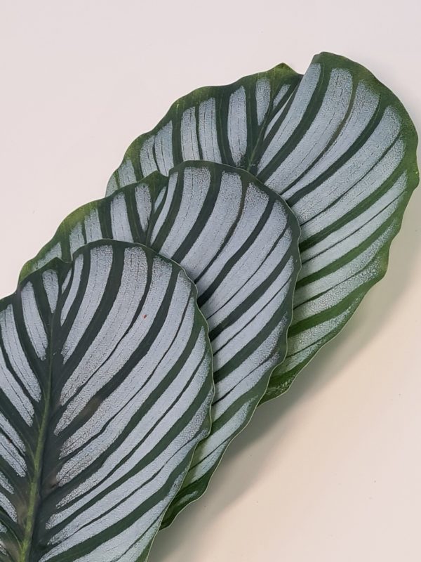 Calathea Leaf Bundle